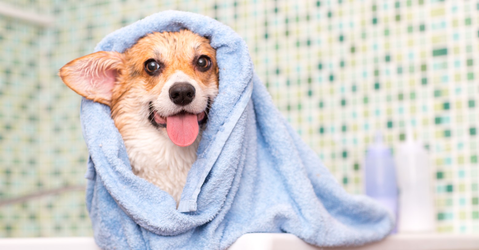 Ask Dr. Jenn: Do I really need to bathe my dog? If so, how often?